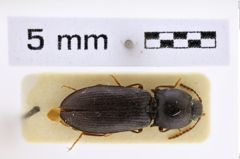 Foto (Dorsalansicht) von Pseudanostirus adustus (Gurjeva, 1982) (NHMW-ZOO-COL-0007990)
